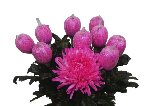 Chr G Antonov Hot Pink 70 A1 Vannova NL buy wholesale on M-Flowers