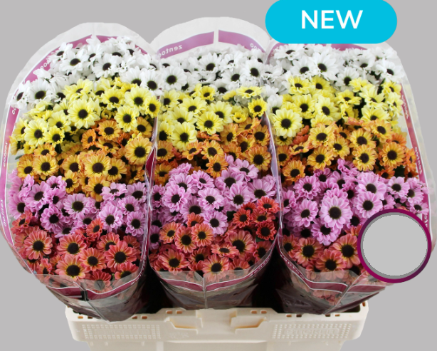 Chr San MIX YIN YANG 55 A1 Zentoo NL buy wholesale on M-Flowers