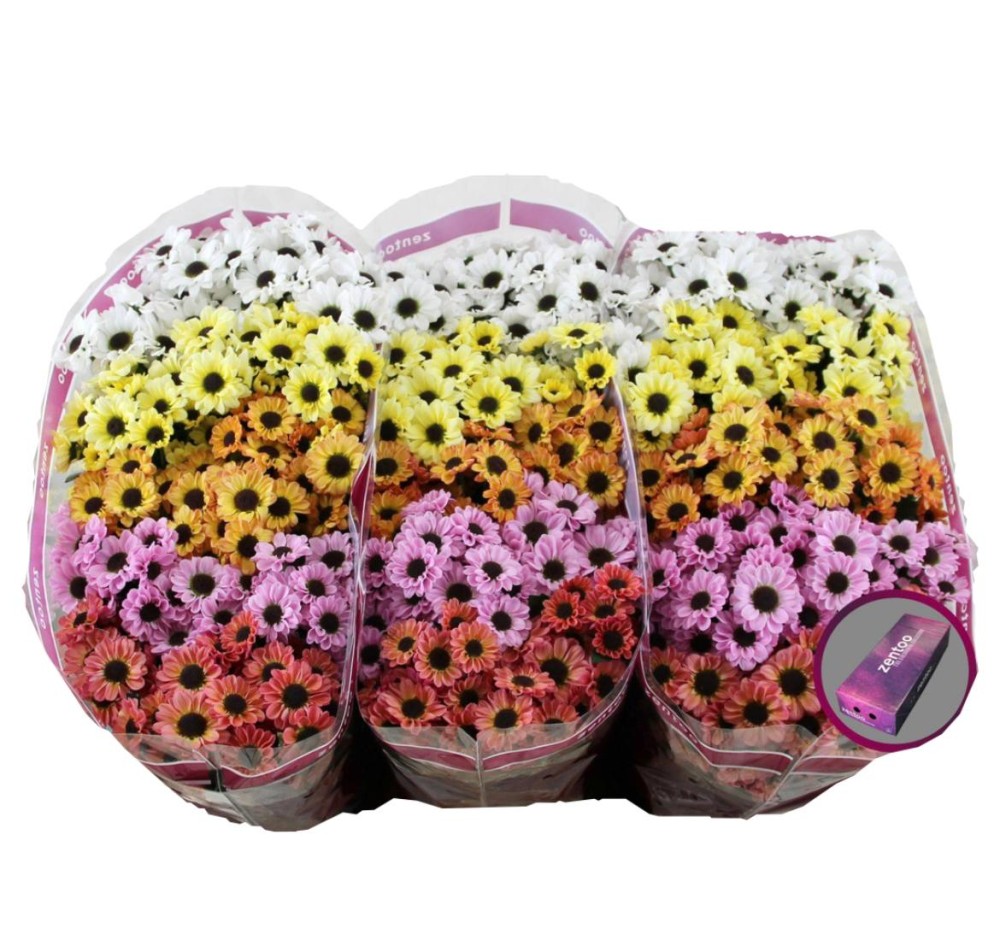 Chr San MIX YIN YANG 55 A1 Zentoo NL buy wholesale on M-Flowers