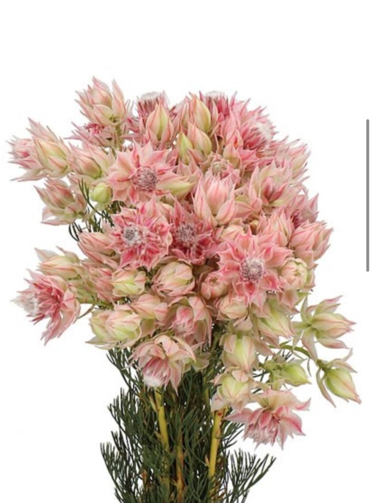 Serruria Serruria multicolor 70 A1 QUALIFERUS Russia купить оптом на M-Flowers