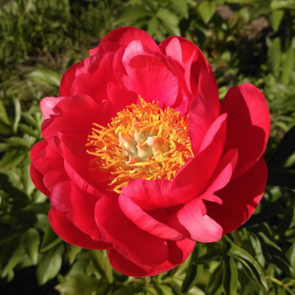 Peonies Coral magic 60 A1 Groot & groot NL comprar al por mayor en M-Flowers