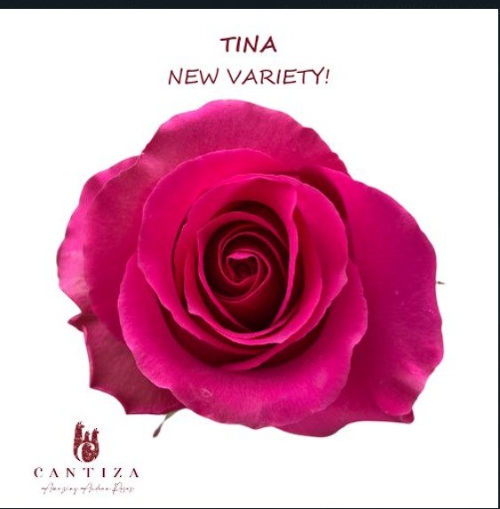 Rose Tina 40 A1 Flower Village EC buy wholesale on M-Flowers