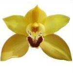 Cymb COOKSBRIDGE 80 A1 Decorum NL comprar al por mayor en M-Flowers