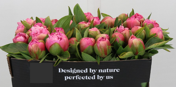 Peonies Early Flamingo 55 A1 My Peony NL buy wholesale on M-Flowers