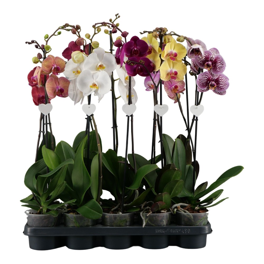 Plants Phalaenopsis PROMO 1Tak mix 12 A1 PLABPL NL buy wholesale on M-Flowers