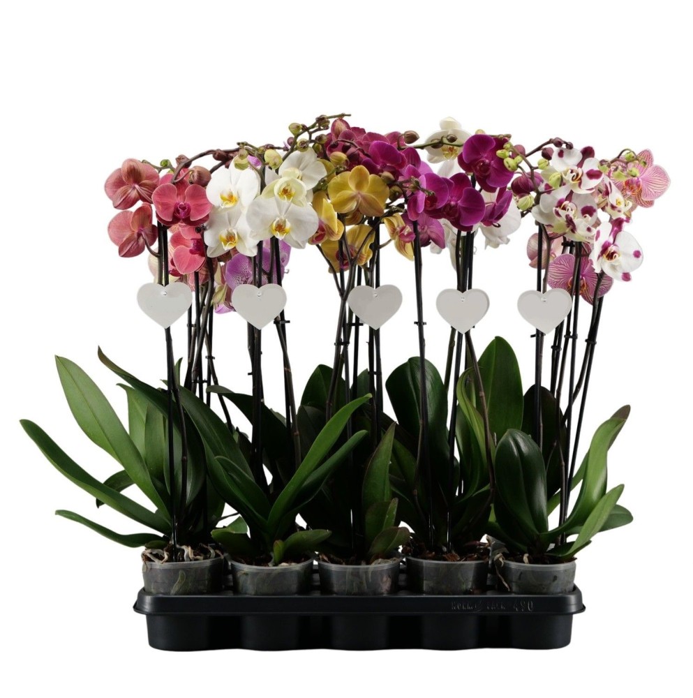 Plants Phalaenopsis PROMO 2Tak mix 12 A1 PLABPL NL buy wholesale on M-Flowers