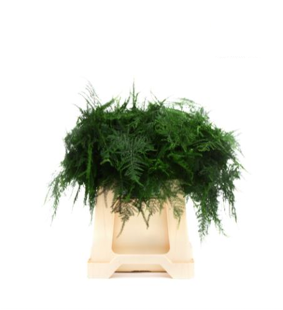 Asparagus Setaceus green 60 A1 QUALIFERUS Russia купить оптом на M-Flowers