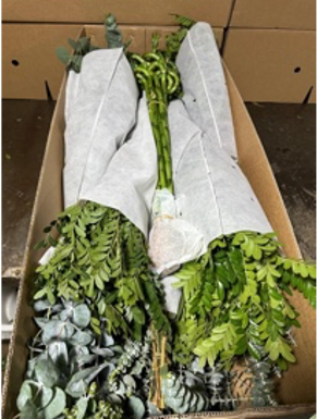 Groen Mix Premium green 90 A1 QUALIFERUS Russia buy wholesale on M-Flowers