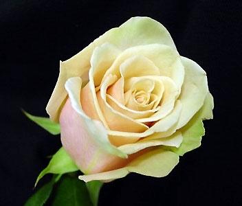 Rose Sahara 40 A1 Endless EC buy wholesale on M-Flowers