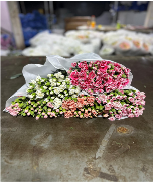 Spray Carnation Light Mix Bed Tone 60 A1 QUALIFERUS RU buy wholesale on M-Flowers