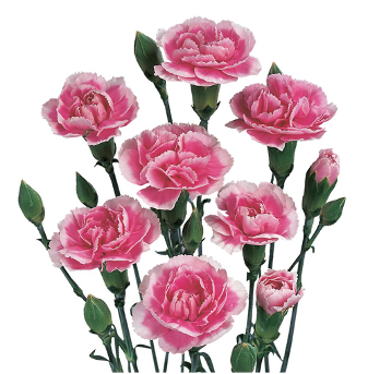 Spray Carnation Kalimbr bulls 60 A1 QUALIFERUS RU buy wholesale on M-Flowers