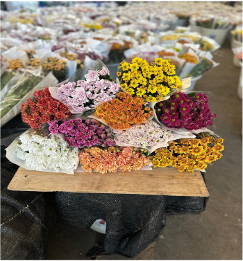 Chr t Romash mix 70 A1 QUALIFERUS RU buy wholesale on M-Flowers