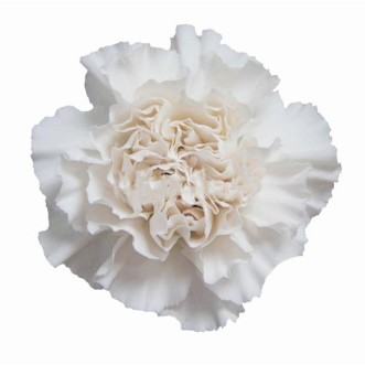 Carnation Moon GolemCN white 65 A1 QUALIFERUS Russia comprar al por mayor en M-Flowers
