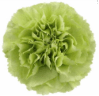 Carnation Barberatus Stpatrick 65 A1 QUALIFERUS RU buy wholesale on M-Flowers