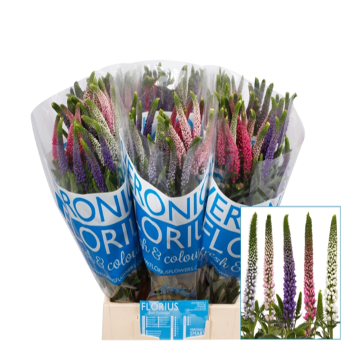 Veronica Mix colors 60 A1 QUALIFERUS RU buy wholesale on M-Flowers
