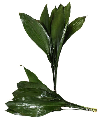 Aspidistra Common green 60 A1 QUALIFERUS Russia купить оптом на M-Flowers