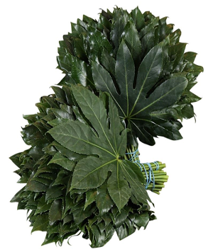 Aralia Alangium green 60 A1 QUALIFERUS Russia купить оптом на M-Flowers