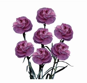 Spray Carnation Alien 60 A1 QUALIFERUS RU buy wholesale on M-Flowers