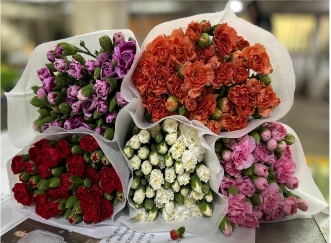 Spray Carnation MixCN 60 A1 QUALIFERUS RU buy wholesale on M-Flowers