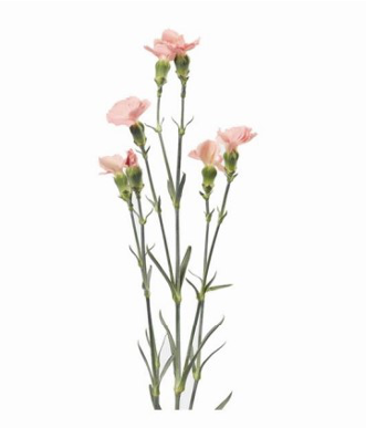 Spray Carnation Light Pink Barbara 60 A1 QUALIFERUS RU buy wholesale on M-Flowers