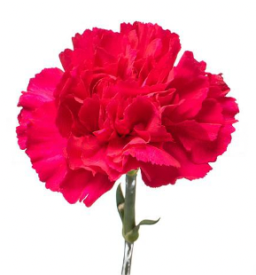 Carnation Bizet Hot Pink dark-pink 70 A1 QUALIFERUS Russia купить оптом на M-Flowers
