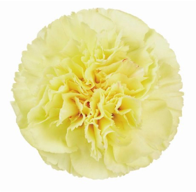 Carnation Gladys yellow 65 A1 QUALIFERUS Russia купить оптом на M-Flowers