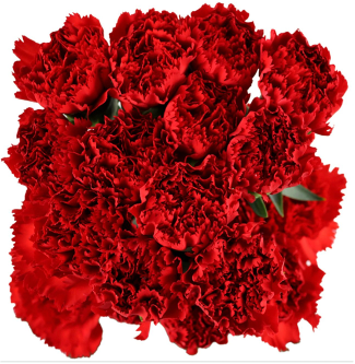 Carnation Red Hongfu A red 70 A1 QUALIFERUS Russia купить оптом на M-Flowers