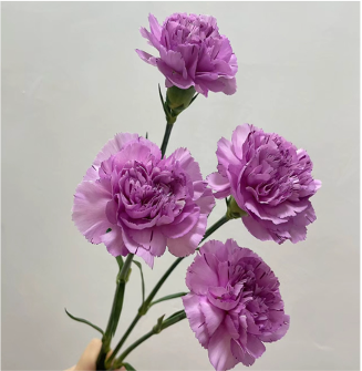 Carnation Yukari purple purple 65 A1 QUALIFERUS Russia buy wholesale on M-Flowers