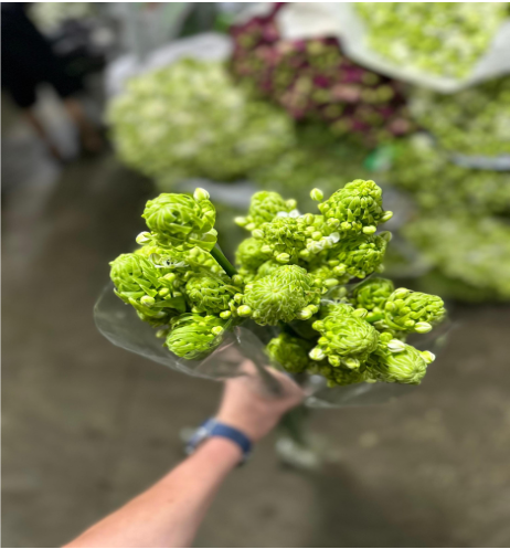 Ornithogalum Saundersiae green 70 A1 QUALIFERUS Russia comprar al por mayor en M-Flowers