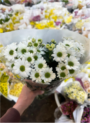 Chr t White Salmon 70 A1 QUALIFERUS RU buy wholesale on M-Flowers