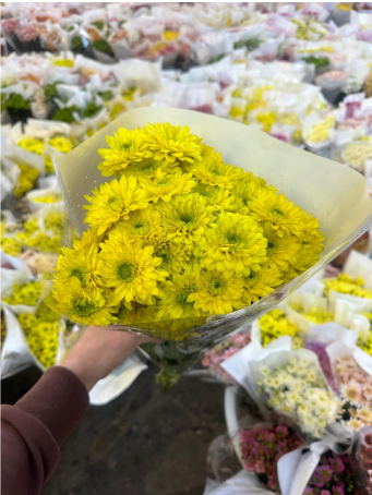 Chr t Reddish 70 A1 QUALIFERUS RU buy wholesale on M-Flowers