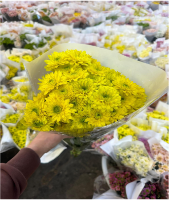 Chr t LimoncelloCN 70 A1 QUALIFERUS RU buy wholesale on M-Flowers