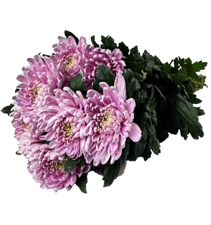 Chr G Zembla Pink 70 A1 QUALIFERUS RU buy wholesale on M-Flowers