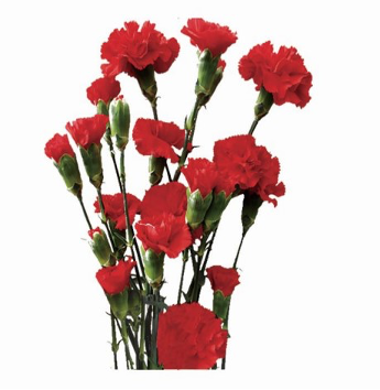 Spray Carnation Red CN 60 A1 QUALIFERUS RU buy wholesale on M-Flowers