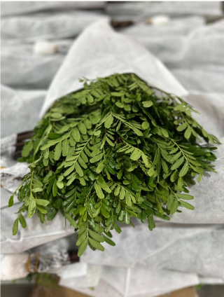 Groen Pistache Leaf green 65 A1 QUALIFERUS Russia buy wholesale on M-Flowers