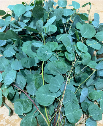Groen Populus blad mini green 70 A1 QUALIFERUS Russia buy wholesale on M-Flowers