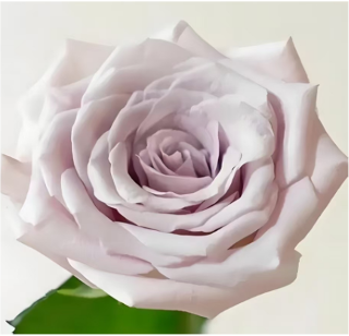 Rose Manta purple 45 A1 QUALIFERUS Russia buy wholesale on M-Flowers