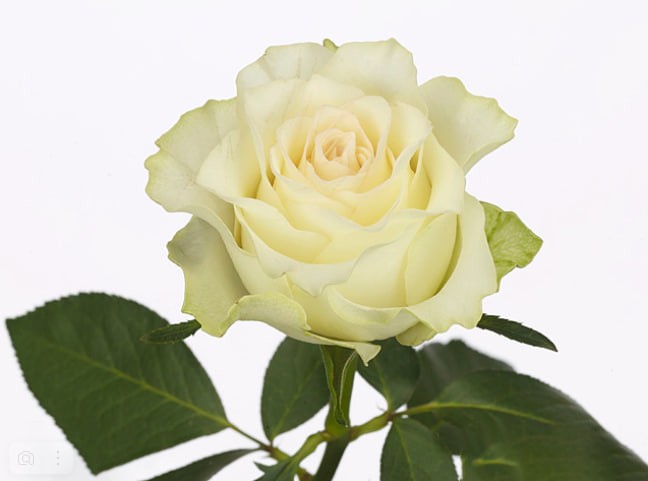 Rose Pearl Jumilia white 40 A1 Rose Pearl Jumilia 40 A1 CREDIBLE BLOOMS LTD KE buy wholesale on M-Flowers