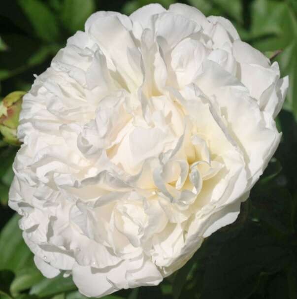 Peonies PUFFED COTTON white 55 A1 Groot & groot Netherlands buy wholesale on M-Flowers