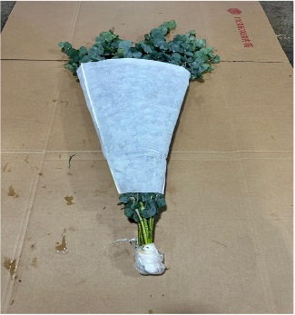 Groen Eucaliptus Gunni green 90 A1 QUALIFERUS Russia buy wholesale on M-Flowers