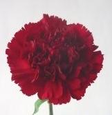 Carnation Toldo 70 A1 KM FLOWERS EC buy wholesale on M-Flowers