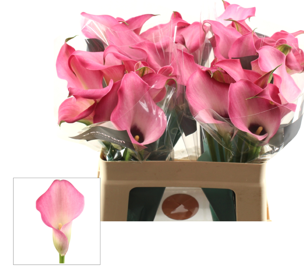 Calla ZAZU 50 A1 Decorum NL buy wholesale on M-Flowers