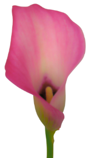 Calla ZAZU 50 A1 Decorum NL comprar al por mayor en M-Flowers