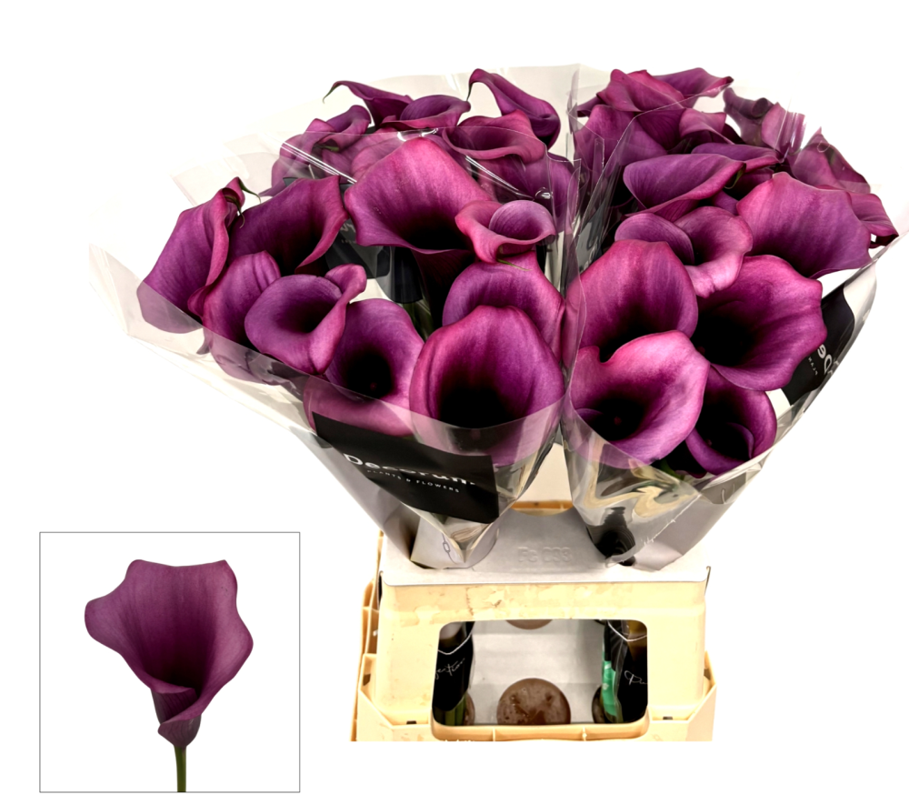 Calla DURBAN purple 70 A1 Decorum Netherlands купить оптом на M-Flowers