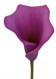 Calla DURBAN purple 60 A1 Calla DURBAN 60 A1 Decorum NL comprar al por mayor en M-Flowers