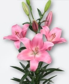 li la SCOTLAND 5+ 85 A1 Qualily NL buy wholesale on M-Flowers