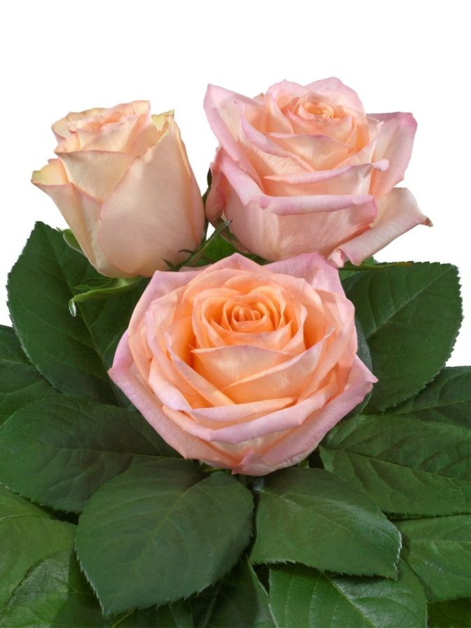 Spray roses Chablis light-pink 40 A1 Endless Ecuador comprar al por mayor en M-Flowers