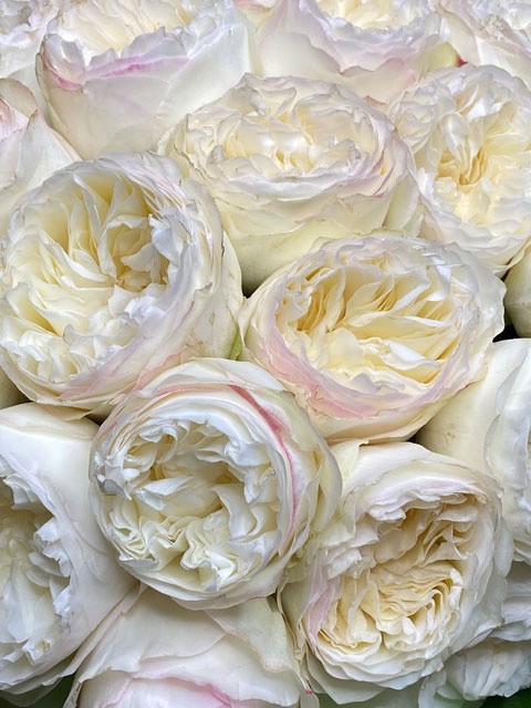 Rose AURORA GARDENS white 50 A1 Agrogana Rose AURORA GARDENS 50 A1 M-FLOWERS EC EC comprar al por mayor en M-Flowers