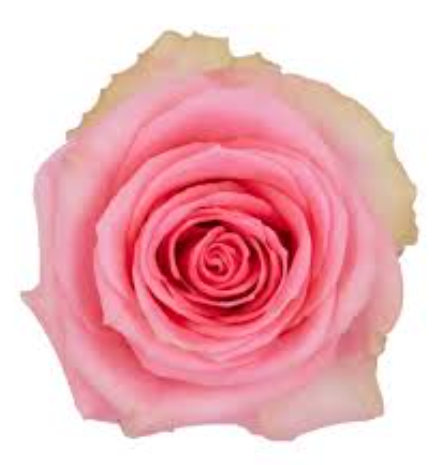 Rose FLIRTY 50 A1 Flower Village EC buy wholesale on M-Flowers