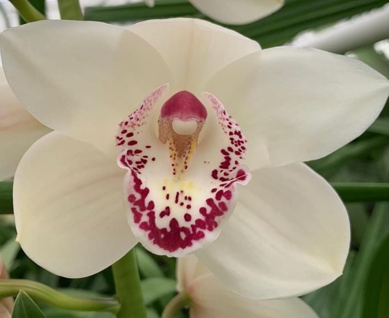 Cymb MAGIC WHITY white 60 A1 Cymb MAGIC WHITY 60 A1 Decorum NL comprar al por mayor en M-Flowers